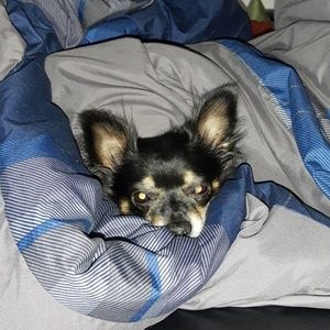 Meet your Posher, Manuel